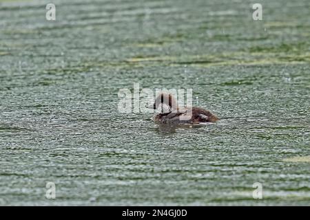 Goldauge (Bucephala clangula changula) Ente auf See im Regen Estland Juni Stockfoto