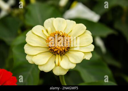 Goiania, Goiás, Brasilien – 08. Januar 2023: Eine weiche gelbe Blume mit einigen verschwommenen Blättern im Hintergrund. Stockfoto