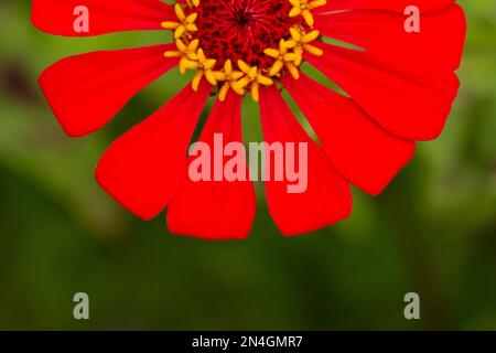 Goiania, Goiás, Brasilien – 08. Januar 2023: Nahaufnahme einer roten Zinnia-Blume mit grünem Gras und verschwommenem Hintergrund. Stockfoto
