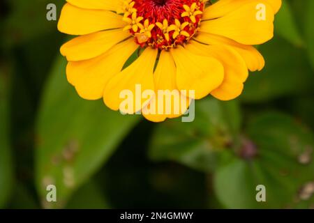 Goiania, Goiás, Brasilien – 08. Januar 2023: Detaillierte Nahaufnahme einer gelben Zinnia-Blume mit grünem Gras auf verschwommenem Hintergrund. Stockfoto