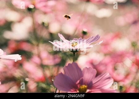 Nahaufnahme einer Biene (APIs), die unter dem Sonnenlicht über einen pinken Garden Cosmos fliegt Stockfoto