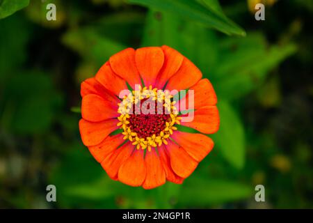 Goiania, Goiás, Brasilien – 08. Januar 2023: Eine orangefarbene Zinnia-Blume mit grünem Gras und verschwommenem Hintergrund. Stockfoto