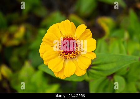Goiania, Goiás, Brasilien – 08. Januar 2023: Eine weiche gelbe Blume mit einigen verschwommenen Blättern im Hintergrund. Stockfoto
