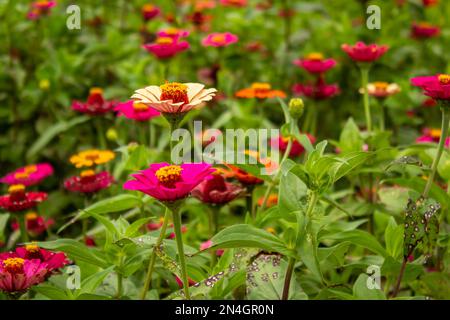 Goiania, Goiás, Brasilien – 08. Januar 2023: Zwei Zinnien im Vordergrund und der Garten voller Blumen im verschwommenen Hintergrund. Stockfoto
