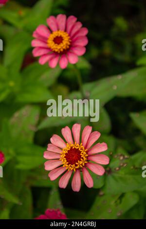 Goiania, Goiás, Brasilien – 08. Januar 2023: Zwei frische Blüten in verschiedenen Rosa-Tönen, mit Gras im Hintergrund verschwommen. Stockfoto