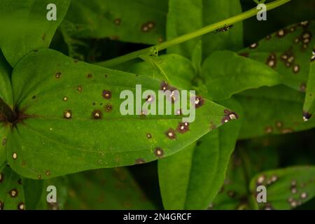 Goiania, Goiás, Brasilien – 08. Januar 2023: Blätter einer Pflanze mit runden Flecken. Blattkrankheit. Pilz. Stockfoto
