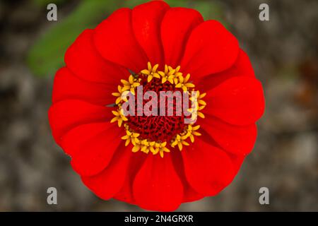 Goiania, Goiás, Brasilien – 08. Januar 2023: Eine leuchtend rote Blume mit verschwommenem Hintergrund. Stockfoto