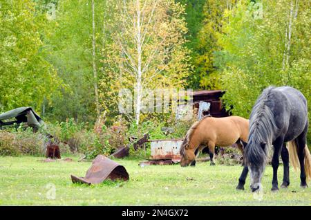 Der dunkle Hengst und der Pöbel fressen Gras auf der Müllhalde von altem Eisen in der Nähe des Birkenwaldes im Norden von Yakutia. Stockfoto