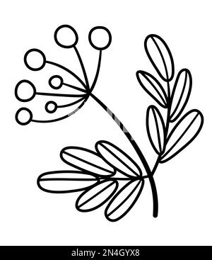 Vector schwarz-weißer Zweig mit Beeren. Umriss Herbstasch. Darstellung des Astes des Konturbaums isoliert auf weißem Hintergrund. Wald für Stock Vektor