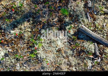 Bunte Landbedeckung im Wald von Yakutia mit wilden Preiselbeeren auf weißem Moos und Baumstücken. Natürlicher Hintergrund. Stockfoto