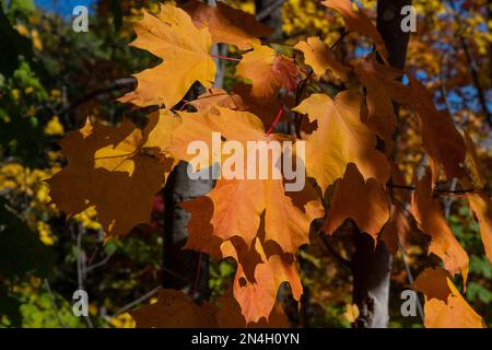 Herbstfarben in den Laurentians, Brownsburg-Chatham, Quebec, Kanada Stockfoto