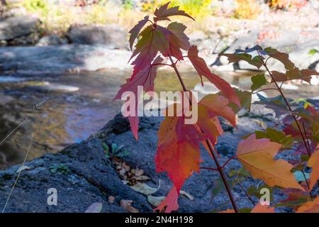 Herbstfarben in den Laurentians, Brownsburg-Chatham, Quebec, Kanada Stockfoto