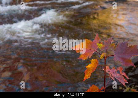 Herbstfarben in den Laurentians, Brownsburg-Chatham, Quebec, Kanada Stockfoto