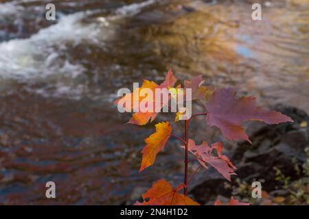 Herbstfarben in den Laurentians, Brownsburg-Chatham, Quebec, Kanada Stockfoto