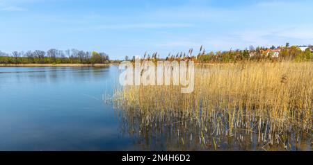 Panoramablick auf den See Jezioro Elckie mit Schilf und bewaldeter Küste entlang der touristischen Promenade in Elk Stadt Masuren in Polen Stockfoto