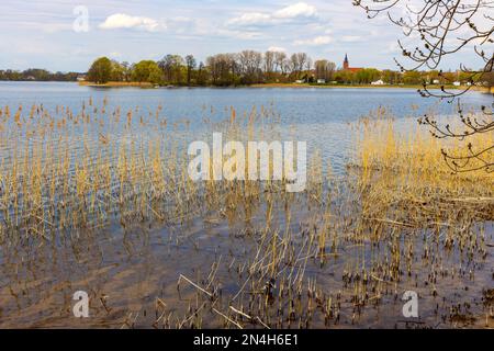 Panoramablick auf den See Jezioro Elckie mit Schilf und bewaldeter Küste entlang der touristischen Promenade in Elk Stadt Masuren in Polen Stockfoto