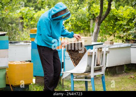 Der Imker schüttelt die Bienen mit dem Rahmen mit einem einzelnen Pinsel, um sie in den Nukleusbehälter zu übertragen. Die künstliche Besamung der Bienenkönigin. Rücknahme der Zuchtzungenbiene Stockfoto