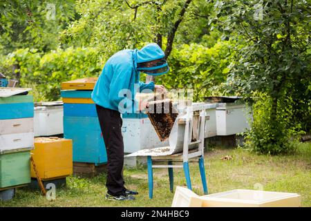 Viele Honigbienen fliegen um den Imker herum. Der Imker schüttelt die Bienen mit dem Rahmen mit einem einzelnen Pinsel, um sie in den Nukleusbehälter zu übertragen. Die künstliche Besamung von que Stockfoto