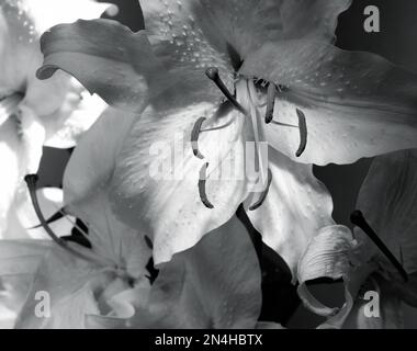 Hybrid-Lily lilium casa blanca liliaceae weiß mit grossem Stamen. Horizontale Schwarzweißaufnahme in Nahaufnahme Stockfoto