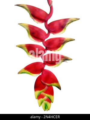 Hängende Heliconia oder Heliconia rostrata werden auch als hängende Hummerklaue in einem vertikalen, farbigen Studiofoto auf einem sauberen weißen Hintergrund bezeichnet. Stockfoto