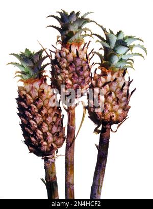 Drei Stiele von Zwarf Mini-Ananas sind eng mit Bromelien verwandt. Nahaufnahme, auf weißem Hintergrund. Stockfoto