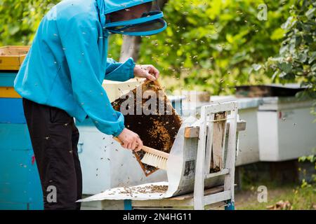 Der Imker schüttelt die Bienen mit dem Rahmen mit einem einzelnen Pinsel, um sie in den Nukleusbehälter zu übertragen. Die künstliche Besamung der Bienenkönigin. Rücknahme der Zuchtzungenbiene Stockfoto
