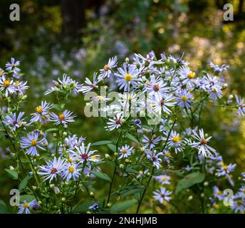 Wunderschöne Blumen von Aster-Pflanzen, die in Minnesota als Wildblumen wachsen, in der Familie Asteraceae. Stockfoto