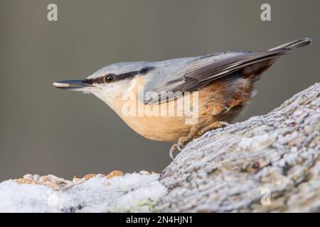 Der Eurasische Nuthatch landete auf einem Futterstumpf, der nach Samen, Nüssen und getrockneten Mehlwürmern forschte. Winter, Großbritannien Stockfoto