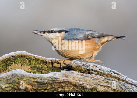 Der Eurasische Nuthatch landete auf einem Futterstumpf, der nach Samen, Nüssen und getrockneten Mehlwürmern forschte. Winter, Großbritannien Stockfoto