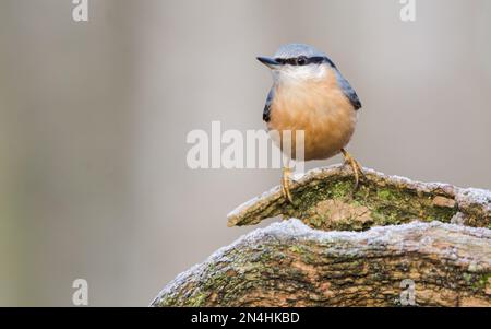 Der Eurasische Nuthatch landete auf einem Futterstumpf, der nach Samen, Nüssen und getrockneten Mehlwürmern forschte. Winter, Großbritannien Stockfoto