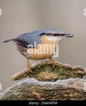 Der Eurasische Nuthatch landete auf einem Futterstumpf, der nach Samen, Nüssen und getrockneten Mehlwürmern forschte. Winter, Großbritannien Stockfoto