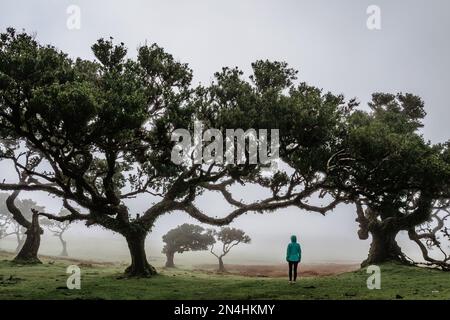 Mädchen steht unter alten Lorbeeren und Zedern im Fanal Wald, Madeira, Portugal. Geschützte Landschaft, grüne, üppige Natur. Glückliche Frau im Freien. Abenteuer Stockfoto