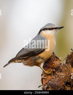 Der Eurasische Nuthatch landete auf einem Futterstumpf, der nach Samen, Nüssen und getrockneten Mehlwürmern forschte. Winter, Großbritannien Stockfoto