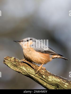 Der Eurasische Nuthatch landete auf einem Futterstumpf, der nach Samen, Nüssen und getrockneten Mehlwürmern forschte. Winter, Großbritannien Stockfoto