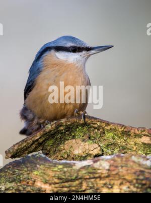 Der Eurasische Nuthatch landete auf einem Futterstumpf, der nach Samen, Nüssen und getrockneten Mehlwürmern forschte. Winter, Großbritannien Stockfoto