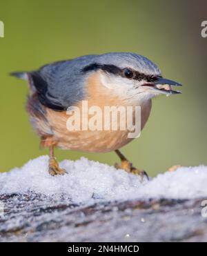 Der Eurasische Nuthatch landete auf einem Futterstumpf, der nach Samen, Nüssen und getrockneten Mehlwürmern forschte. Winter, Großbritannien Stockfoto