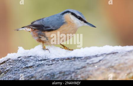 Der Eurasische Nuthatch landete auf einem Futterstumpf, der nach Samen, Nüssen und getrockneten Mehlwürmern forschte. Winter, Großbritannien Stockfoto