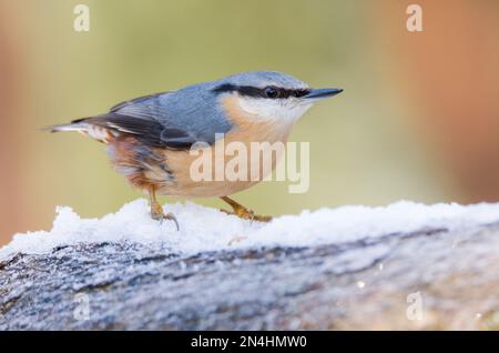 Der Eurasische Nuthatch landete auf einem Futterstumpf, der nach Samen, Nüssen und getrockneten Mehlwürmern forschte. Winter, Großbritannien Stockfoto