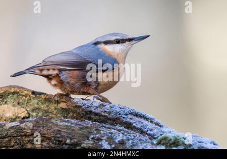 Der Eurasische Nuthatch landete auf einem Futterstumpf, der nach Samen, Nüssen und getrockneten Mehlwürmern forschte. Winter, Großbritannien Stockfoto