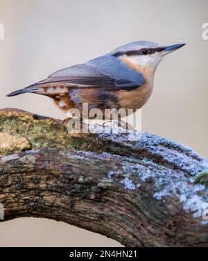 Der Eurasische Nuthatch landete auf einem Futterstumpf, der nach Samen, Nüssen und getrockneten Mehlwürmern forschte. Winter, Großbritannien Stockfoto