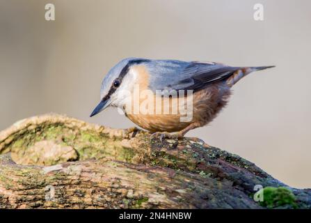 Der Eurasische Nuthatch landete auf einem Futterstumpf, der nach Samen, Nüssen und getrockneten Mehlwürmern forschte. Winter, Großbritannien Stockfoto