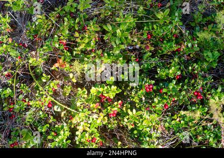 Viele wilde Preiselbeeren wachsen auf einer Lichtung zwischen dem grünen Gras im Taiga-Wald Russlands. Stockfoto