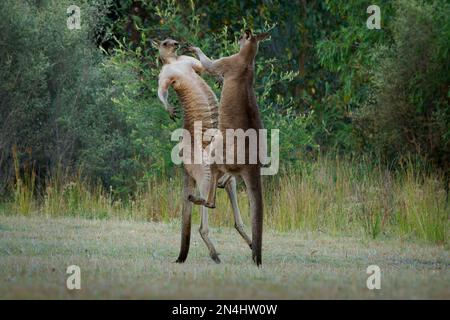 Macropus giganteus - zwei östliche graue Kängurus, die in Tasmanien in Australien miteinander kämpfen. Tierduell im grünen australischen Wald. K Stockfoto