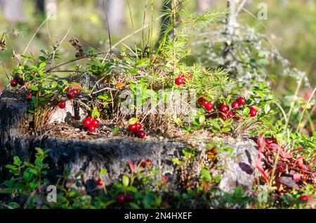 Die helle Sonne erleuchtet die saftigen roten Cranberrys, die auf einem alten Stumpf unter einem jungen Baum in der nördlichen Tundra von Russ dicke Büsche wachsen Stockfoto