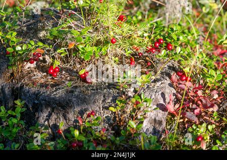 Die helle Sonne erhellt die vielen saftigen roten Preiselbeerbeeren, die im Herbst auf dem alten Stumpf in der nördlichen Tundra Russlands dick wachsen. Stockfoto