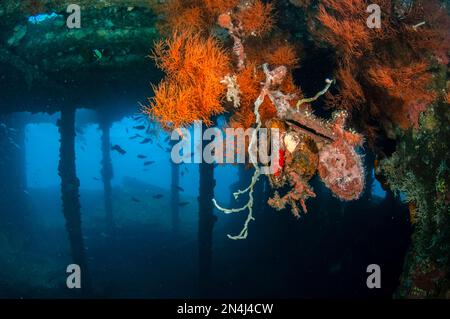 Pinguin's Wing Oyster, Pteria Pinguin, Inside Wreck, USAT Liberty Wreck Tauchplatz, Tulamben, Karangasem, Bali, Indonesien, Indischer Ozean Stockfoto