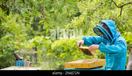 Imker zieht Bienen aus dem Rahmen, vereint Bienenfamilie und stellt Rahmen mit Königinnen Zellen in Imkerei. Imkerei. Imker grau Schutzanzug Kostüm che Stockfoto