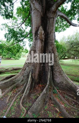 Ceiba-Pentadra-Trunk aus der Nähe. Insel Martinique. Stockfoto