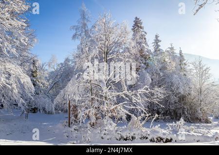 Gemischter Wald mit frischem, schwerem Schnee im Winter, Hala Slowianka Gipfel, Beskid Berge, Wegierska Gorka, Polen. Stockfoto