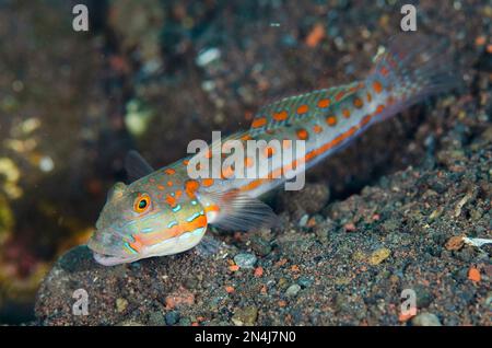 Orange-Dashed Goby, Valenciennea puellaris, Batu Niti Tauchplatz, Seraya, Kubu District, Karangasem, Bali, Indonesien, Indischer Ozean Stockfoto